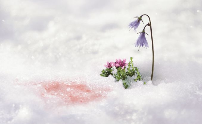 Smulkios „Purple Saxifrage“ gėlės apsigaubia ledo kristalais, kad ištvertų šaltį.