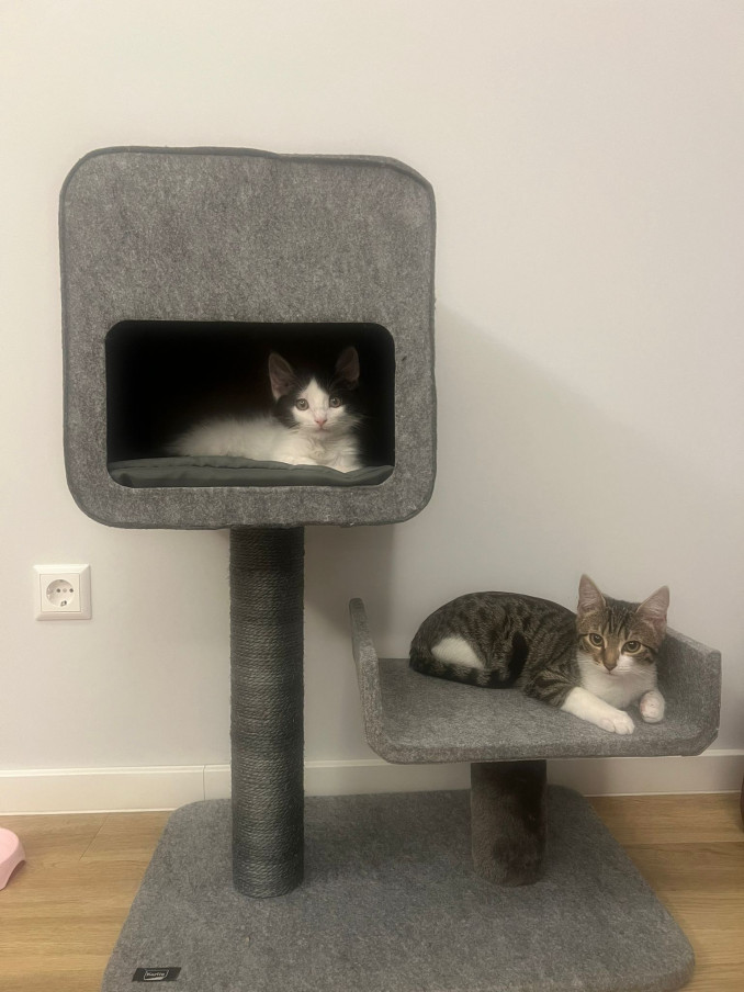 Kormotech vadovo priglausti katinai