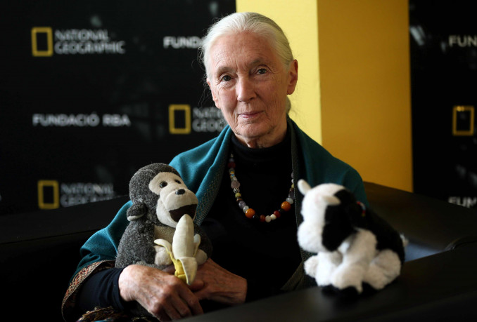 Sulaukusi 91 metų, mirė pasaulinio garso šimpanzių tyrinėtoja Jane Goodall