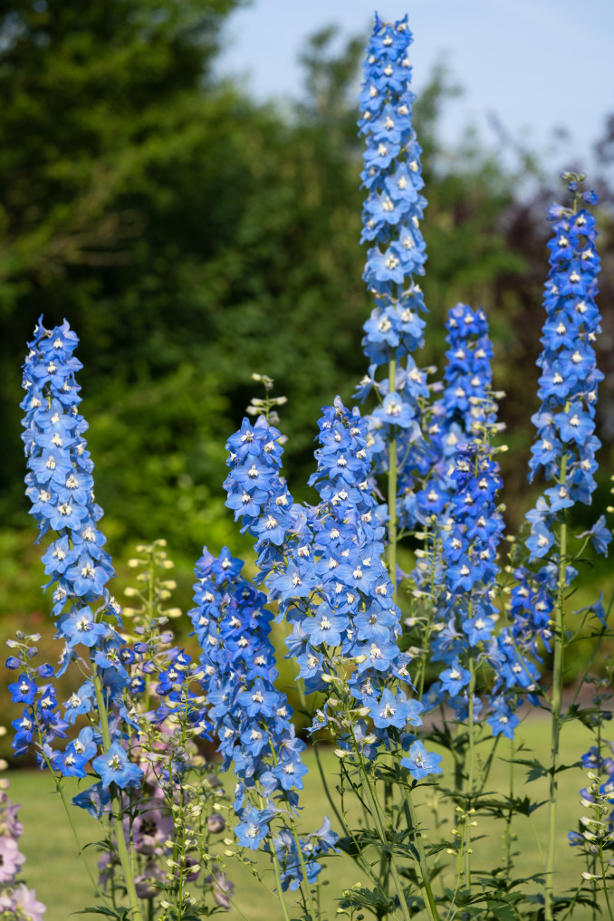Pentiniai (delphinium)