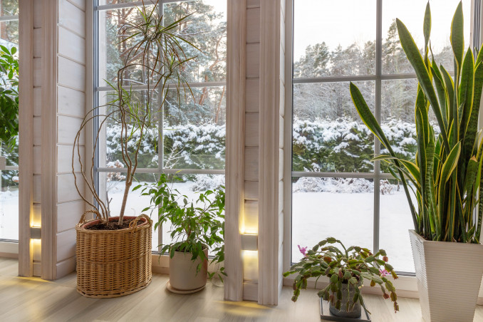 Kambariniai augalai prie lango žiemą