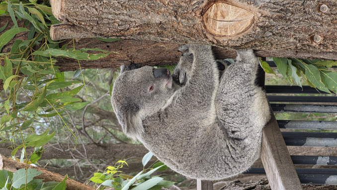Edvardo Žičkaus atostogos Australijoje