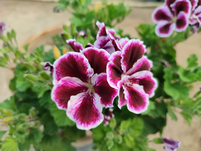Karališkosios pelargonijos