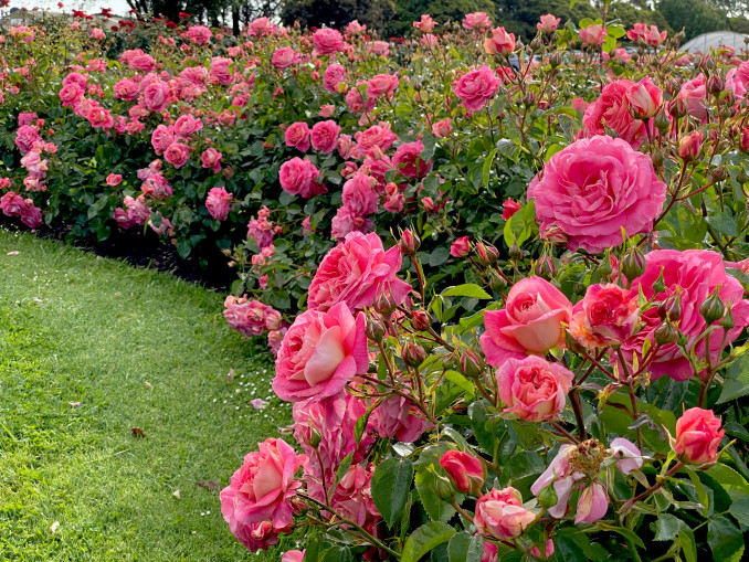 Kada genėti rožes, kad jos augtų vešliai