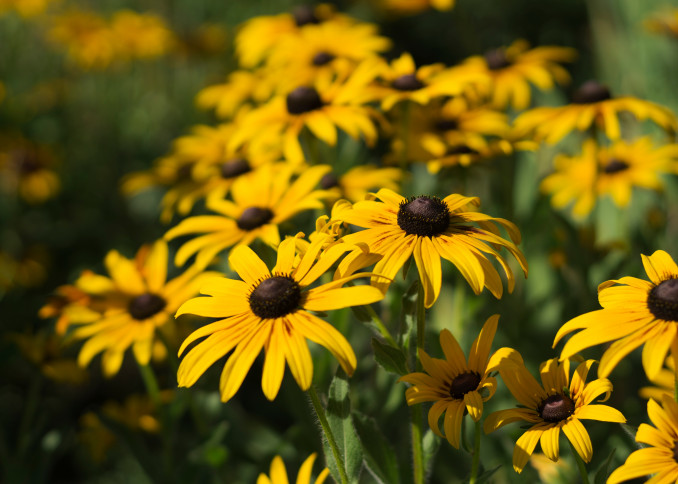 Rudbekijos